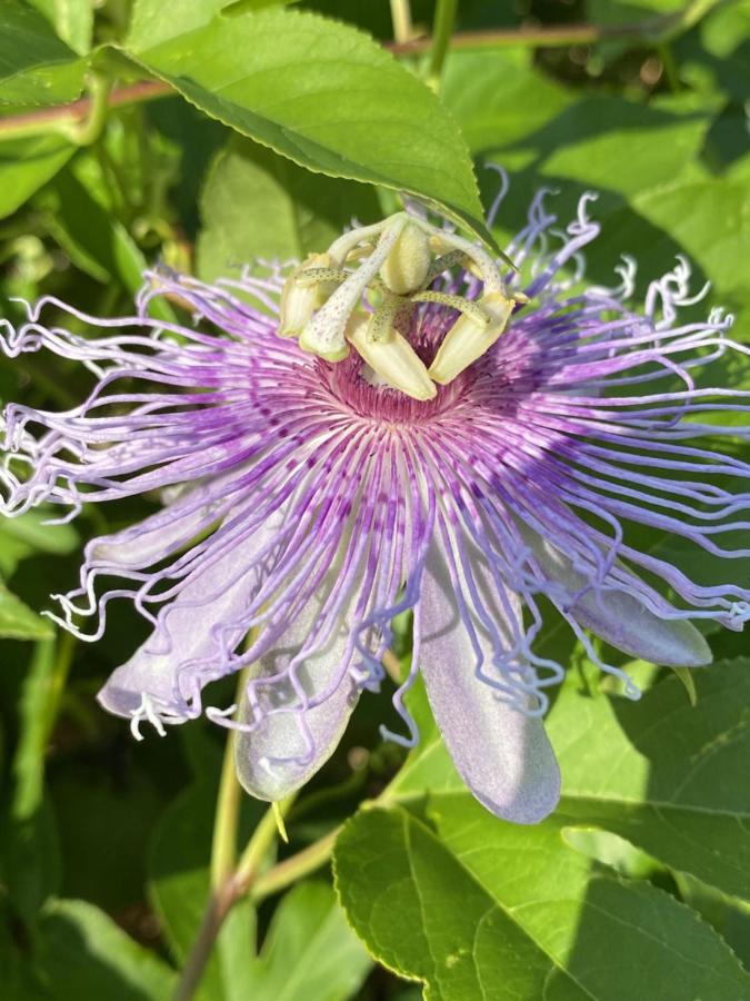Spílion Green Hotel - Maravel Botanical Garden מראה חיצוני תמונה